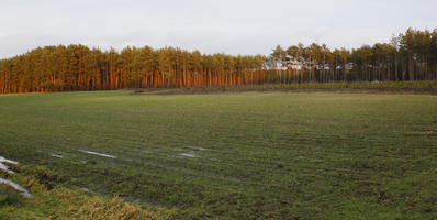 afternoon, day, diffuse, diffused light, eye level view, field, Kopanica, Poland, treeline, Wielkopolskie, winter