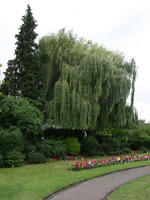 bush, day, diffuse, diffused light, England, eye level view, flower, garden, overcast, Peterborough, plant, shrub, summer, The United Kingdom, weeping willow