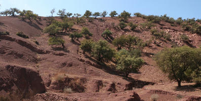 Agadir, day, desert, eye level view, Morocco, shrub, sunny