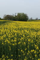 ambient light, Brassica napus, day, England, eye level view, field, flower, flower field, open space, rapeseed, spring, The United Kingdom, vegetation