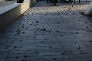 afternoon, autumn, day, England, eye level view, leaf, London, pavement, The United Kingdom