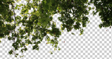 below, branch, broad-leaf tree, broad-leaved tree, cutout, cutout trees, day, spring, sunny