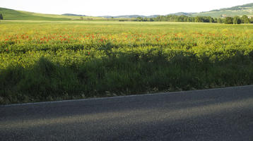 afternoon, day, eye level view, flower field, grass, Italia , Siena, spring, sunny, Toscana, valley