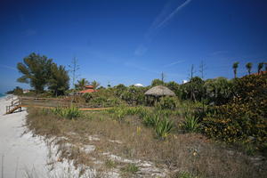 beach, day, eye level view, Florida, Miami, natural light, sunny, The United States, tree, tropical, vegetation, winter