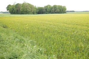 crop, day, eye level view, field, France, natural light, plant, spring