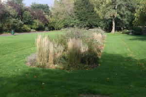 autumn, broad-leaf tree, broad-leaved tree, day, deciduous, England, eye level view, grass, London, natural light, park, reed, shrub, The United Kingdom, tree, treeline