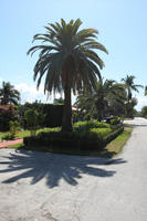 bush, day, evergreen, eye level view, Florida, Miami, palm, park, Phoenix canariensis, shrub, summer, sunny, The United States