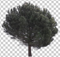 Aleppo pine, ambient light, cloudy, coniferous, cutout, cutout plants, cutout trees, day, diffuse, diffused light, eye level view, overcast, pine, Pinus halepensis, tree, winter, young