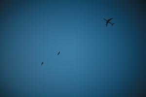 airplane, below, bird, clear, dusk, England, evening, London, sky, The United Kingdom