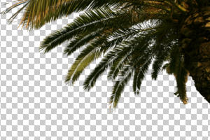 afternoon, below, Canary island date palm, cutout, cutout plants, cutout trees, day, direct sunlight, evergreen, leaves, palm, Phoenix canariensis, spring, sunny, tree