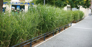 Amiens, day, eye level view, France, garden, grass, overcast, pavement, Picardie, plant, reed