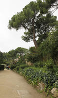 autumn, Barcelona, bush, Cataluña, coniferous, day, diffuse, diffused light, evergreen, eye level view, Gaudi Park, park, shrub, Spain