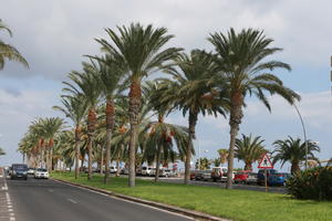 Canarias, day, eye level view, grass, Las Palmas, natural light, palm, Phoenix canariensis, Spain, street, summer