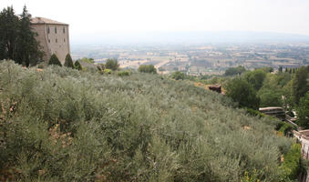 Assisi, day, diffuse, diffused light, elevated, hill, Italia , shrubland, summer, Umbria