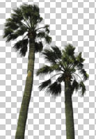 cutout, cutout plants, cutout trees, day, desert fan palm, direct sunlight, evergreen, eye level view, looking up, natural light, palm, plant, spring, sub-tropical, sunny, tree, tropical, Washingtonia filifera