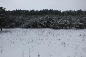 eye level view, forest, overcast, Poland, snow, Wielkopolskie, winter, Wolsztyn