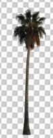 cutout, cutout trees, day, diffuse, diffused light, evergreen, eye level view, palm, summer, Washingtonia filifera