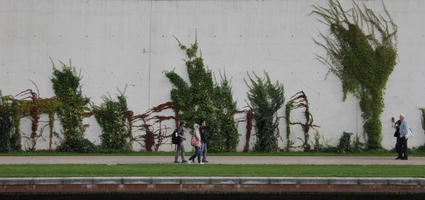 concrete, exposed concrete, green wall, greenery, ivy, orthogonal, promenade, retaining wall, texture, wall