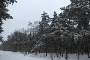 eye level view, forest, overcast, Poland, snow, track, tree, Wielkopolskie, winter, Wolsztyn