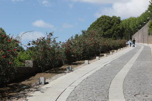 bush, day, eye level view, flowered bush, pavement, Porto, Porto, Portugal, shrub, spring, street, sunny