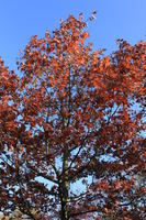 below, day, England, London, natural light, park, sunny, The United Kingdom, tree