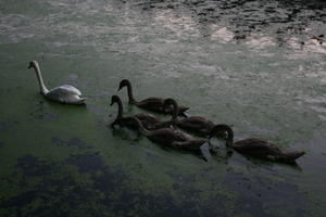 bird, day, dusk, elevated, Poland, pond, swan, Wielkopolskie