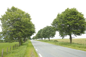 broad-leaf tree, broad-leaved tree, day, deciduous, eye level view, France, natural light, road, spring, tree