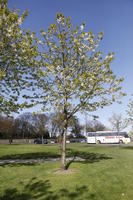 afternoon, blossom, day, Edinburgh, eye level view, natural light, Scotland, spring, The United Kingdom, tree