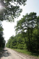 autumn, broad-leaf tree, broad-leaved tree, day, eye level view, forest, Poland, road, sunny, tree, Wielkopolskie