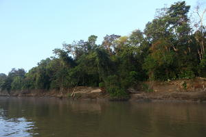 afternoon, Brunei, day, eye level view, forest, river, summer, sunny, treeline, tropical