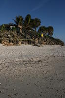 beach, day, eye level view, Florida, palm, Sarasota, sunny, sunshine, The United States, tree, winter