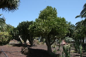 cactus, Canarias, Cardon Canario, day, direct sunlight, Euphorbia canariensis, eye level view, garden, Las Palmas, Spain, spring, succulent plant, sunny