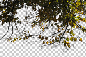 autumn, backlight, below, branch, broad-leaf tree, broad-leaved tree, cutout, cutout trees, day, sunny