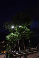 artificial lighting, Bilbao, eye level view, night, Pais Vasco, Spain, tree