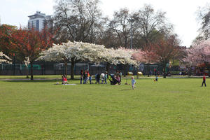 blooming, blossom, day, deciduous, England, eye level view, grass, group, London, park, people, picnicking, sitting, spring, sunny, The United Kingdom, tree