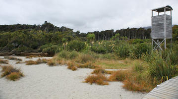 beach, day, diffuse, diffused light, eye level view, grass, natural light, New Zealand, overcast, plant, reed, summer, West Coast