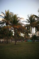 dusk, eye level view, Florida, grass, Miami, palm, park, The United States, tree, vegetation, winter