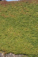 day, eye level view, greenery, sunny, texture, wall