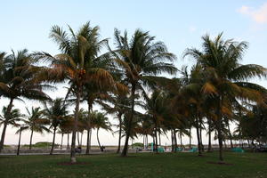 day, dusk, eye level view, Florida, grass, Miami, palm, park, The United States, tropical, vegetation