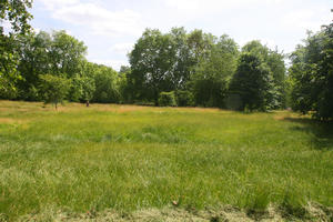 broad-leaf tree, broad-leaved tree, day, England, eye level view, grass, London, park, summer, sunny, The United Kingdom, tree