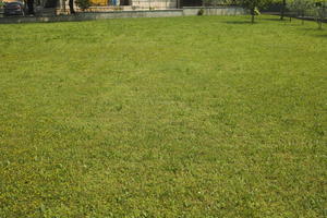 day, direct sunlight, eye level view, grass, Italia , summer, sunny, Veneto, Verona