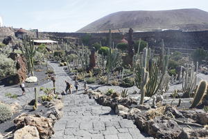 cactus, Canarias, day, elevated, evergreen, park, Spain, succulent plant, summer, sunny