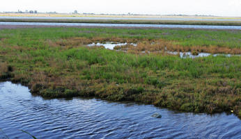 canal, day, diffuse, diffused light, eye level view, grass, Italia , natural light, summer, vegetation, Veneto, Venice