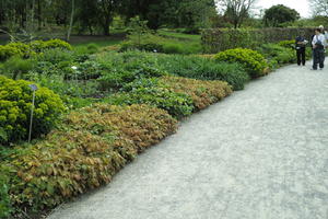 bush, day, England, eye level view, garden, natural light, park, plant, The United Kingdom, Woking