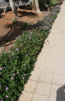 autumn, bush, Canarias, day, elevated, flowered bush, garden, Las Palmas, shrub, Spain, sunny, tropical