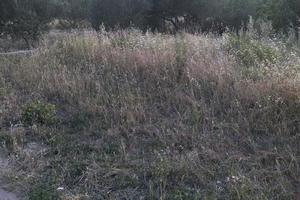 Croatia, day, diffuse, diffused light, eye level view, grassland, natural light, Splitsko-Dalmatinska, summer