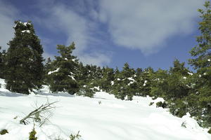 coniferous, day, evergreen, eye level view, France, Greolieres, hill, Provence Alpes Cote D