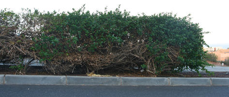 ambient light, autumn, bush, Canarias, diffuse, diffused light, evening, eye level view, Las Palmas, natural light, shrub, Spain