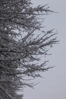 ambient light, below, day, diffuse, diffused light, Italia , morning, natural light, overcast, snow, tree, tree canopy, Veneto, winter