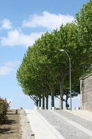 broad-leaf tree, broad-leaved tree, day, eye level view, pavement, Porto, Porto, Portugal, spring, sunny